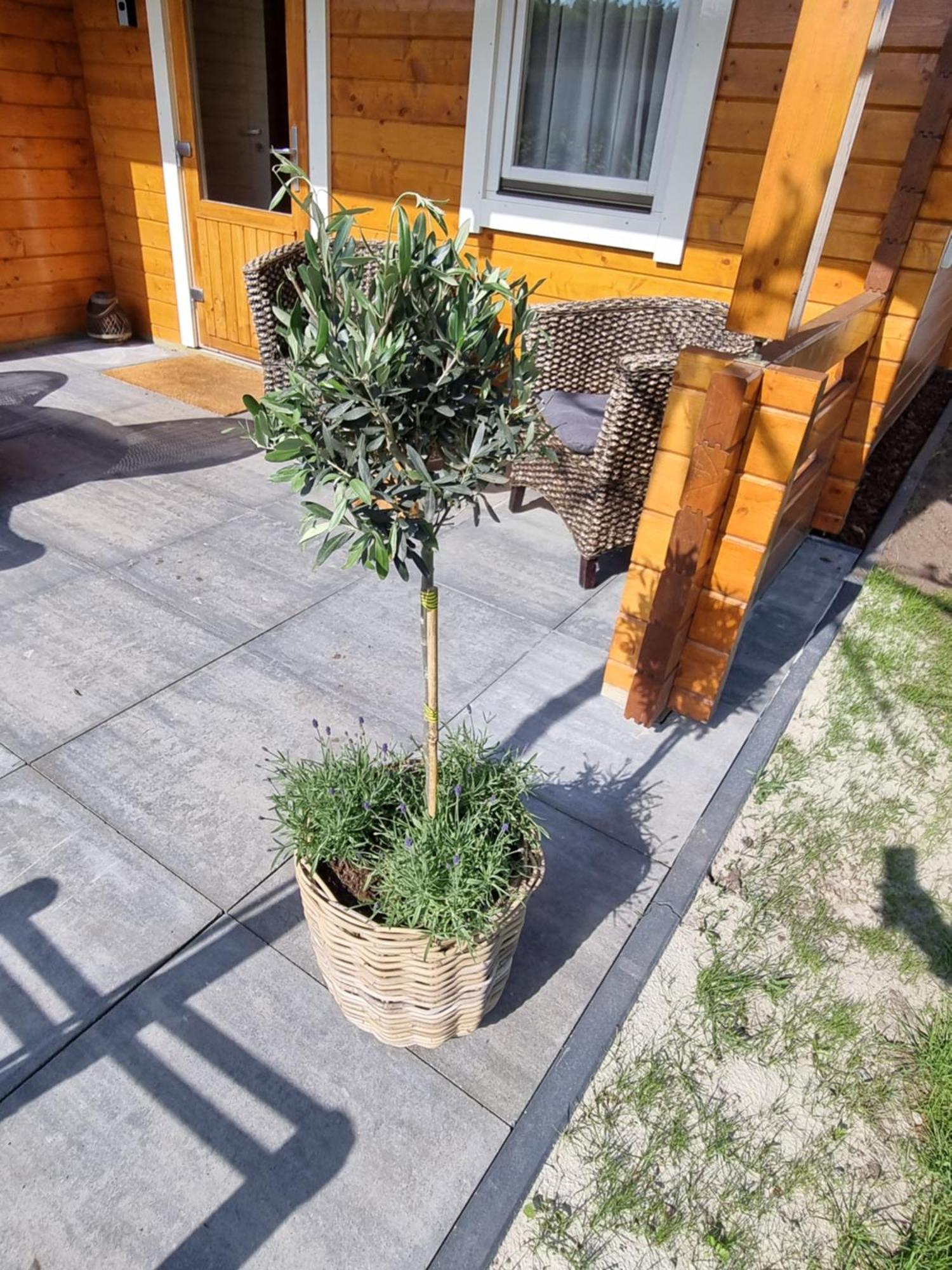 Nieuw - Luxe Blokhut Chalet In Bosrijke Omgeving Anloo Eksteriør billede