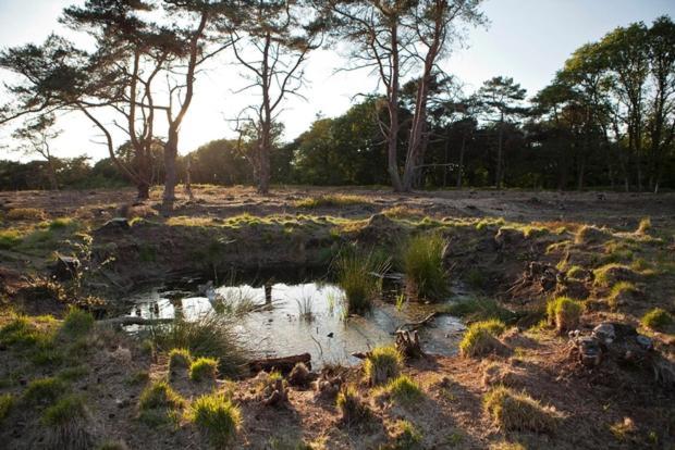 Nieuw - Luxe Blokhut Chalet In Bosrijke Omgeving Anloo Eksteriør billede