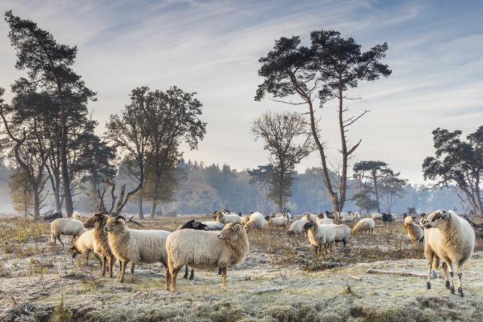 Nieuw - Luxe Blokhut Chalet In Bosrijke Omgeving Anloo Eksteriør billede