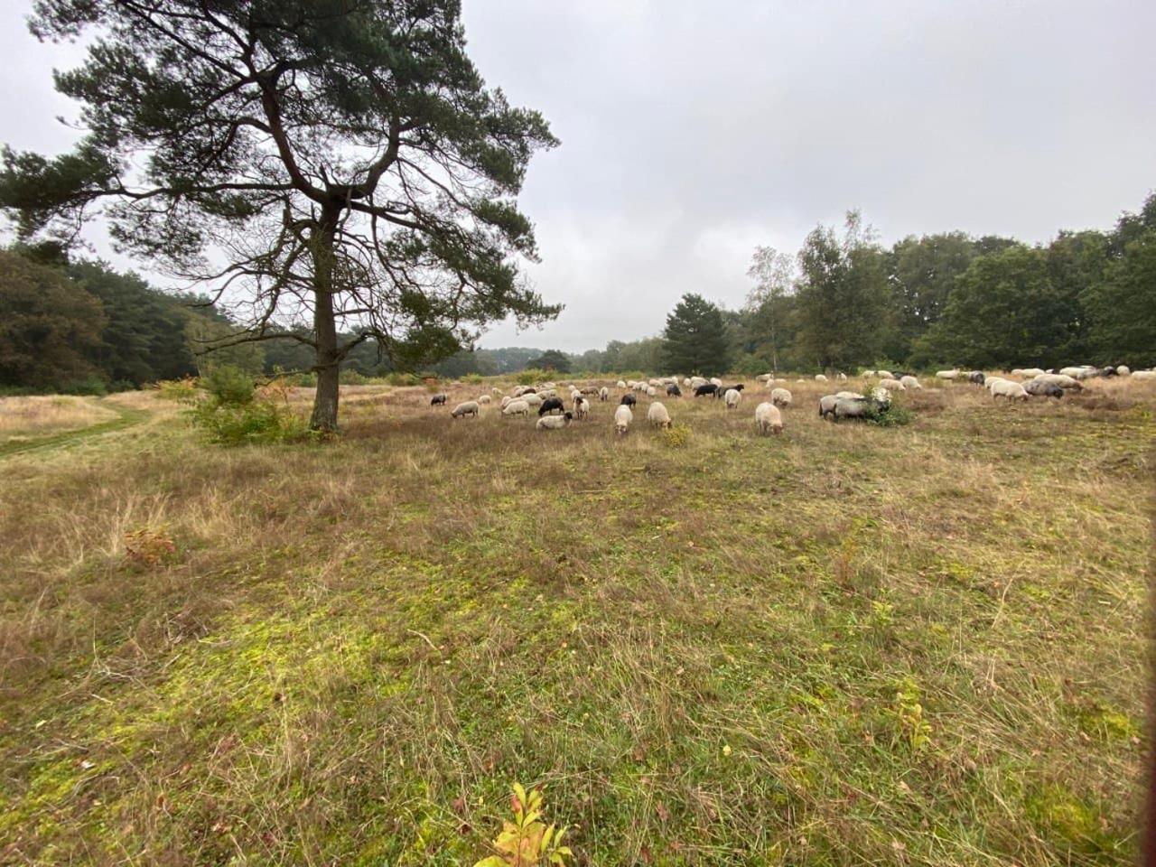 Nieuw - Luxe Blokhut Chalet In Bosrijke Omgeving Anloo Eksteriør billede